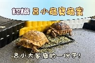龜寶與龜蜜的生活