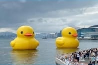 呂小活動板---黃色鴨仔2023